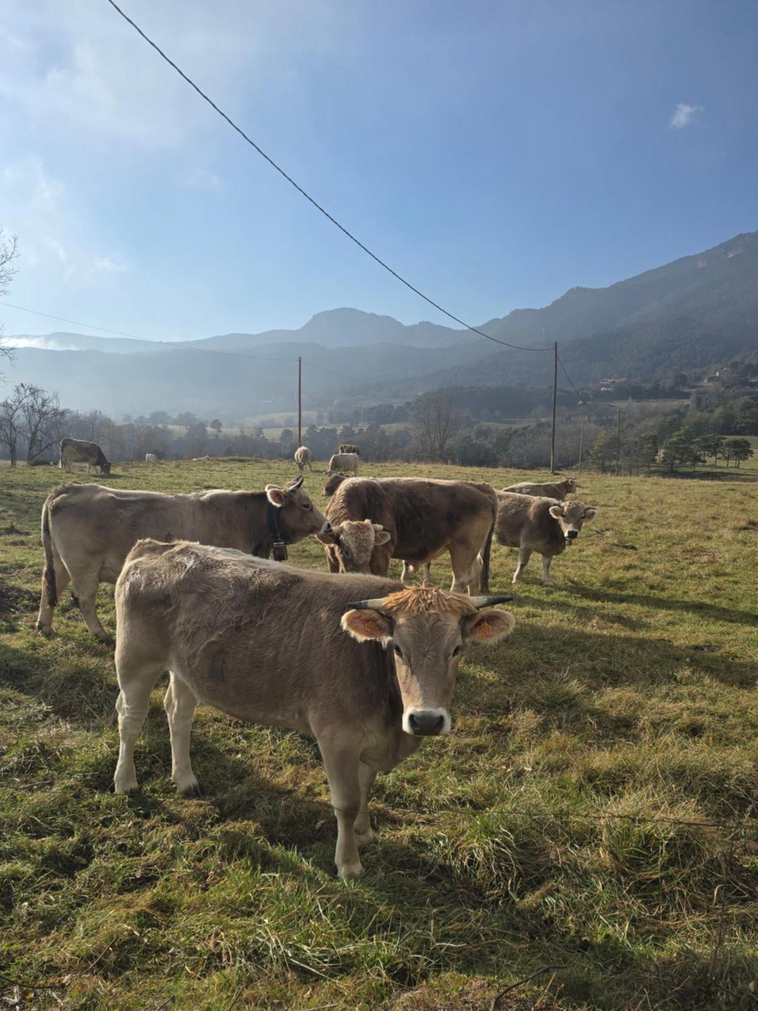 Complex Rural Can Caubet Berga Ngoại thất bức ảnh